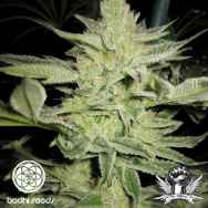 Bodhi Seeds Lotus Larry